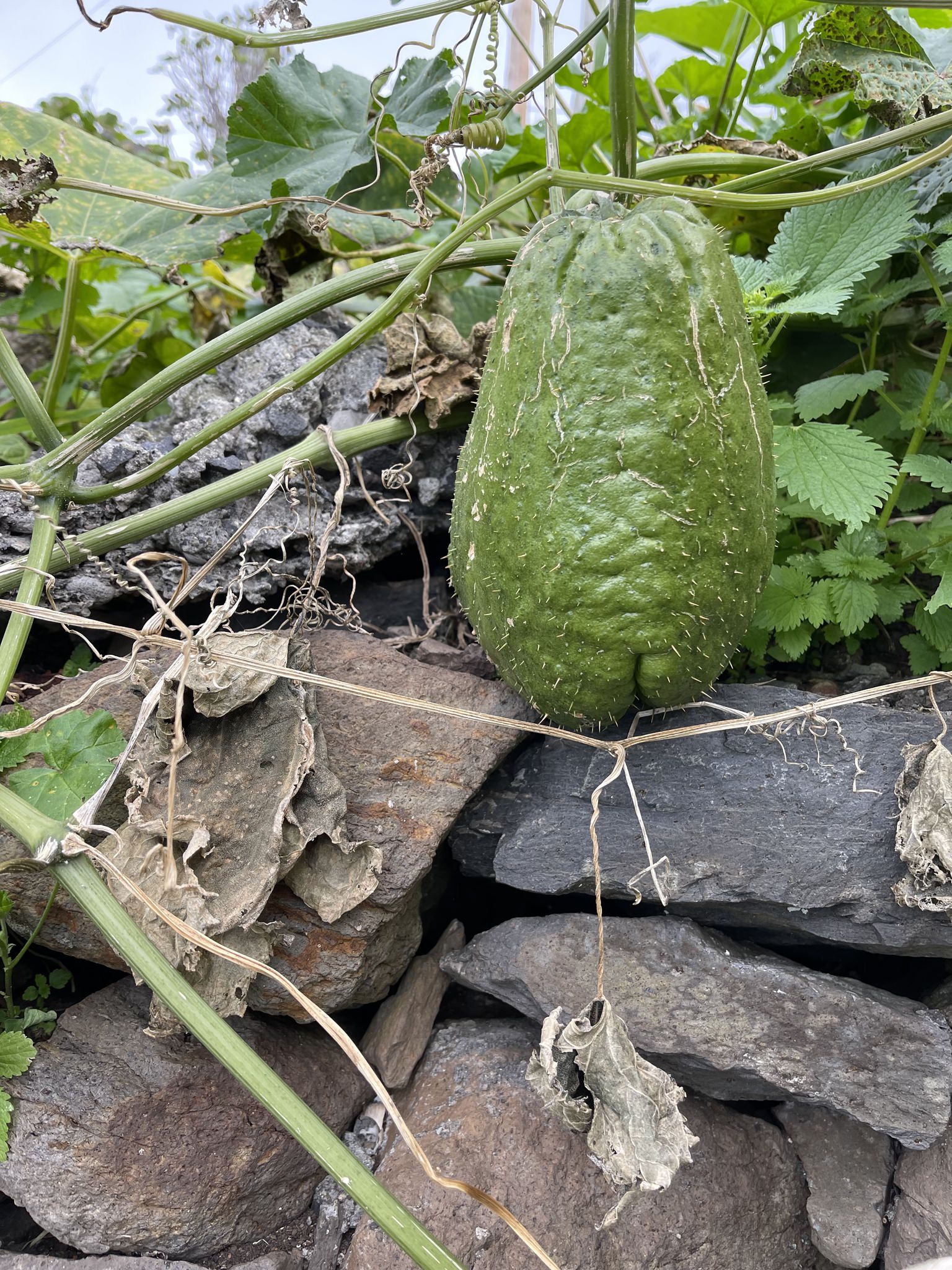 Sechium edule
